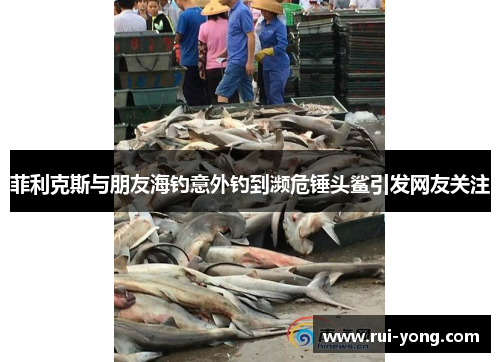 菲利克斯与朋友海钓意外钓到濒危锤头鲨引发网友关注